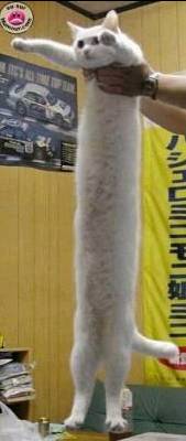 chat
